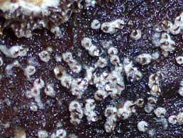 Attēlu rezultāti vaicājumam “Melanospora lagenaria”