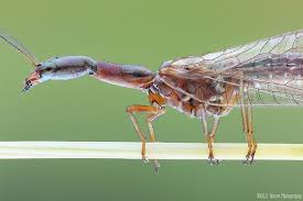 Attēlu rezultāti vaicājumam “Raphidioptera imago”