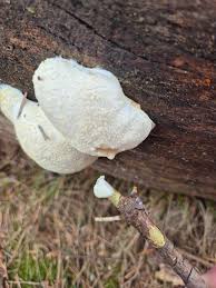 Attēlu rezultāti vaicājumam “Reticularia lycoperdon young”