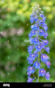 Attēlu rezultāti vaicājumam “Delphinium elatum  flower”