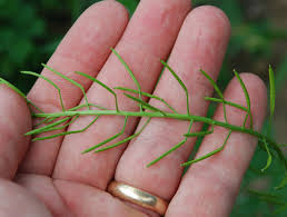 Attēlu rezultāti vaicājumam “Erysimum cheiranthoides fruit”