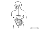 picture of P gina para colorear de sistema digestivo images wallpaper