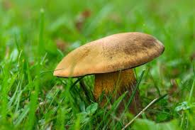 Attēlu rezultāti vaicājumam “Boletus luridus”