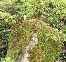 Attēlu rezultāti vaicājumam “Campylium protensum sporophyte”