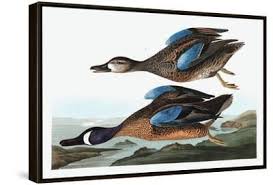 Image result for Anas discors