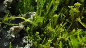 Attēlu rezultāti vaicājumam “Pseudoleskeella nervosa”