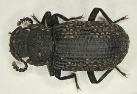 Attēlu rezultāti vaicājumam “Bolitophagus reticulatus larva”