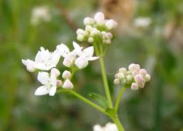 Attēlu rezultāti vaicājumam “Galium verum bud”