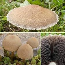 Attēlu rezultāti vaicājumam “Psathyrella lacrymabunda”