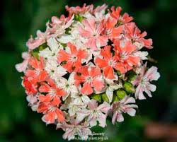 Image result for Lychnis chalcedonica `Dusky Salmon`