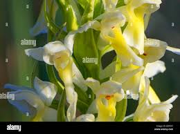 Attēlu rezultāti vaicājumam “Dactylorhiza ochroleuca leaf”