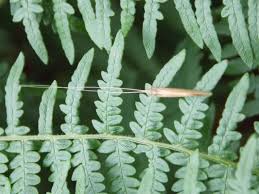 Attēlu rezultāti vaicājumam “Oecetis ochracea”