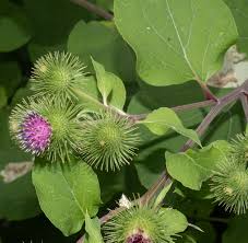 Attēlu rezultāti vaicājumam “Arctium lappa fruit”