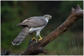 Image result for Goshawks G C