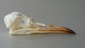 Image result for Chroicocephalus genei