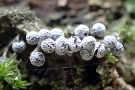 Attēlu rezultāti vaicājumam “Badhamia foliicola macro”