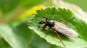 Attēlu rezultāti vaicājumam “Bibionidae female”
