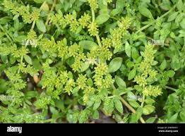 Attēlu rezultāti vaicājumam “Herniaria glabra flower”