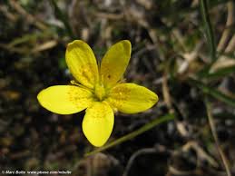Attēlu rezultāti vaicājumam “Saxifraga hirculus”