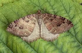 Attēlu rezultāti vaicājumam “Triphosa dubitata”