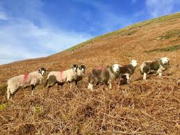 Image result for Swaledale Outdoor Club