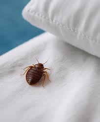 Image result for bed bugs