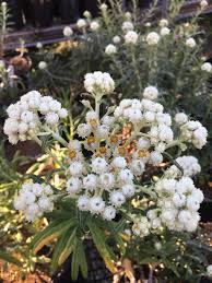 Attēlu rezultāti vaicājumam “Anaphalis margaritacea leaf”