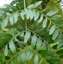 Attēlu rezultāti vaicājumam “Gleditsia triacanthos leaf”
