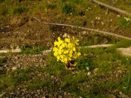 Attēlu rezultāti vaicājumam “Erysimum hieracifolium”