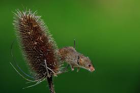 Image result for Dipsacus silvestris