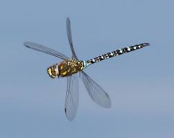 Attēlu rezultāti vaicājumam “Aeshna mixta male”