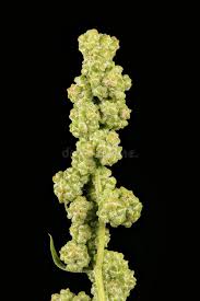 Attēlu rezultāti vaicājumam “Atriplex patula fruit”