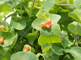 Attēlu rezultāti vaicājumam “Lonicera caprifolium fruit”