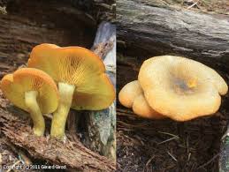 Attēlu rezultāti vaicājumam “Tricholomopsis decora”