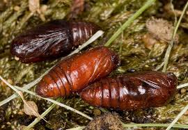 Attēlu rezultāti vaicājumam “Eucarta virgo”