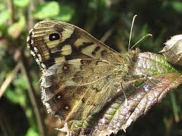 Attēlu rezultāti vaicājumam “Pararge aegeria underside”