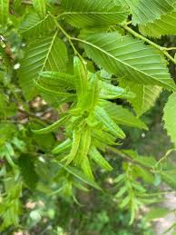 Attēlu rezultāti vaicājumam “Carpinus caroliniana”