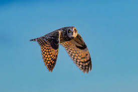 Attēlu rezultāti vaicājumam “Asio flammeus adult”