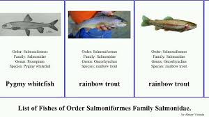 Image result for Salmo ciscaucasicus