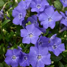 Attēlu rezultāti vaicājumam “Vinca minor flower”
