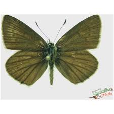 Attēlu rezultāti vaicājumam “Lycaena dispar underside”