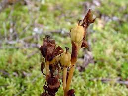 Attēlu rezultāti vaicājumam “Monotropa hypopitys bud”