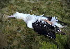 Image result for albatross dead chick