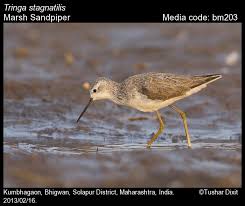 Attēlu rezultāti vaicājumam “Tringa stagnatilis”