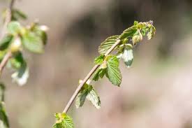 Attēlu rezultāti vaicājumam “Corylus avellana bud”