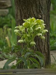 Image result for Nieswurz