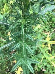 Attēlu rezultāti vaicājumam “Cirsium vulgare leaf”