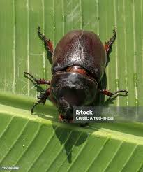 Attēlu rezultāti vaicājumam “Oryctes nasicornis male”