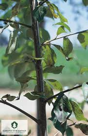 Attēlu rezultāti vaicājumam “Populus simonii leaf”