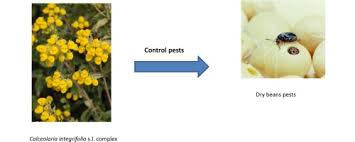 Image result for Calceolaria integrifolia